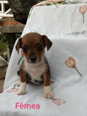 Estou doando esses lindos cãezinhos - Foto 3