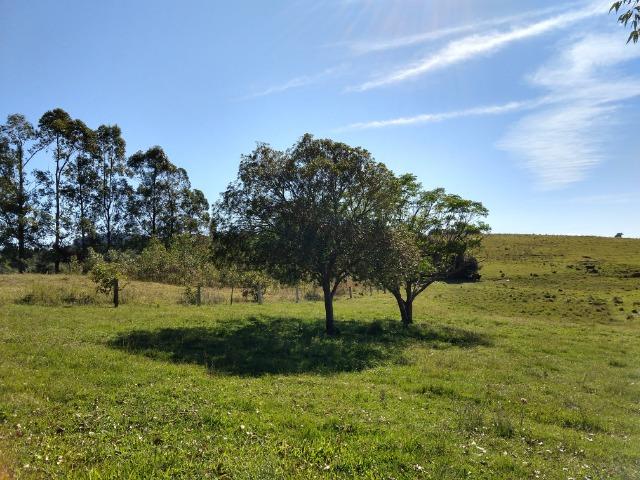 Sítio 16,6 Hectares - Barro Vermelho - Gravataí - RS - Foto 2