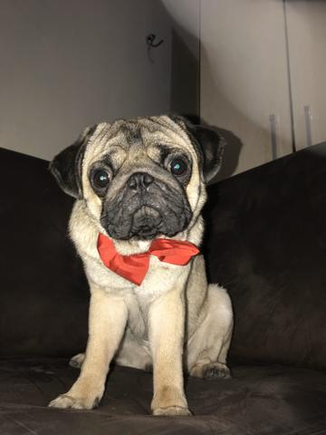 Procuro fêmea pra cruzar - Foto 3