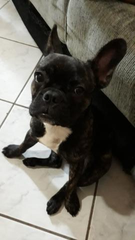 Buldogue francês *urgente - Foto 4
