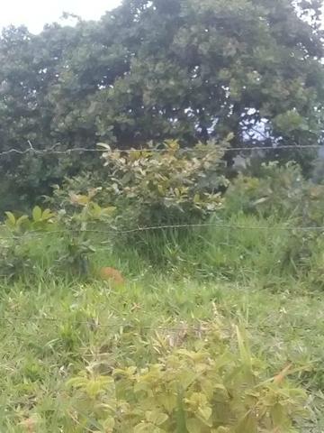 Vendo fazenda em Gandu BA - Foto 3