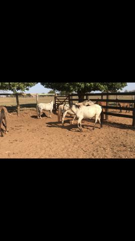 Cavalo - Foto 2