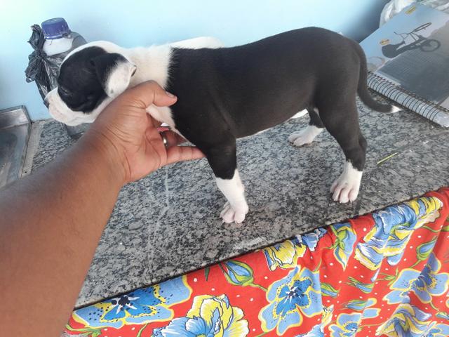 Filhotes de pitbull Amstaff - Foto 4