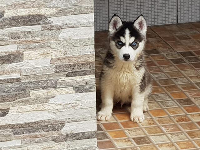 Lindos Machos de Husky - Foto 2