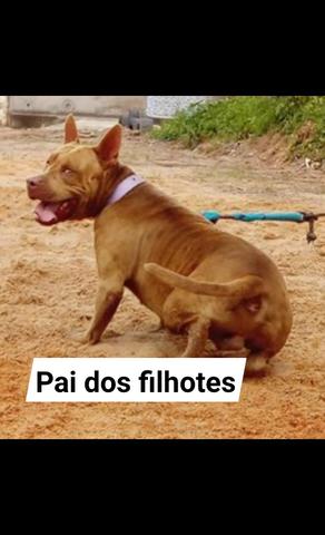 Pit bull - Foto 4