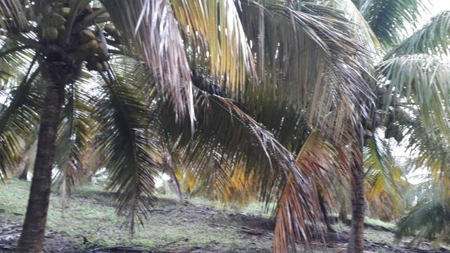 Fazenda em Conde, 45 tarefas - Foto 13