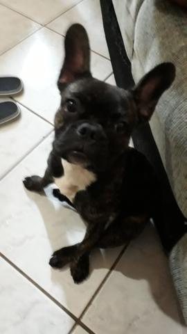 Buldogue francês *urgente - Foto 3