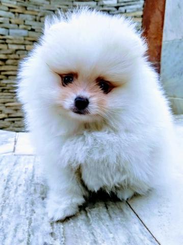 Lulu anão (Spitz alemão)