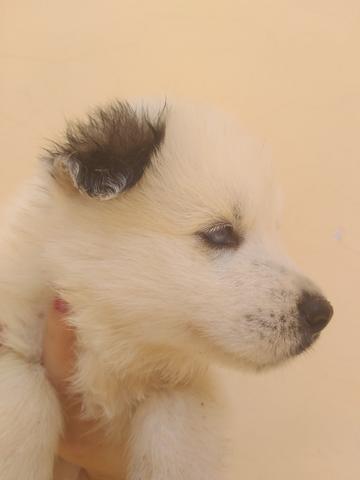 Filhotes de husky siberiano piebald - Foto 6