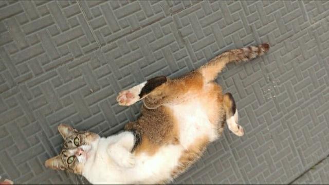 Adoção de Pinguça, gatinha carinhosa - Foto 5