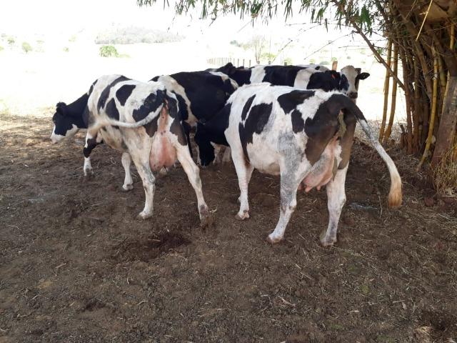 Vacas girolanda (Plano de venda) - Foto 3