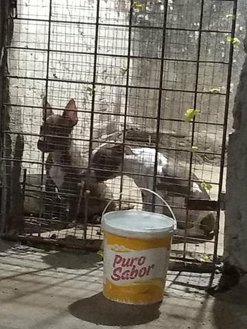 Pit bull - Foto 2