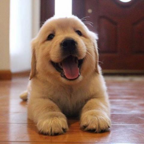 Lindos filhotes, com pedigree, a pronta entrega