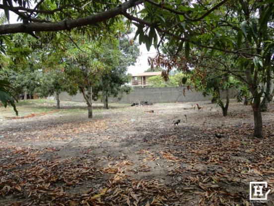 Terreno à venda - mosqueiro (zona de expansão) - Foto 13