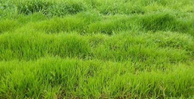 Área de terra com 20 hectares com 80 de pasto - Foto 2