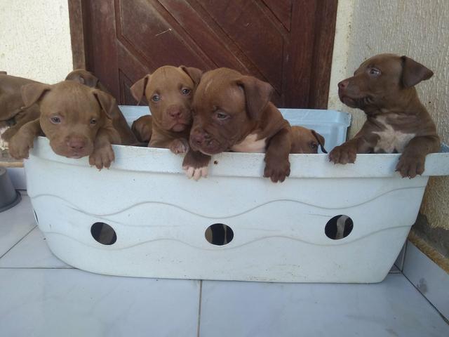 Filhotes de Pitbull - Foto 2