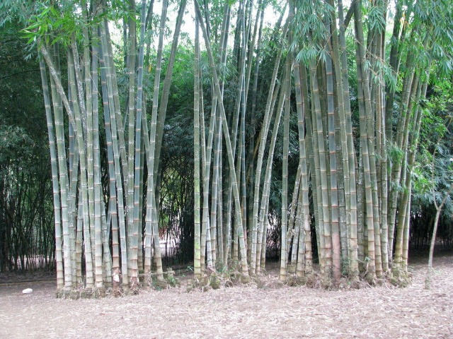 Bambu Gigante Asper e Giganteus - Broto, Palmito em conserva