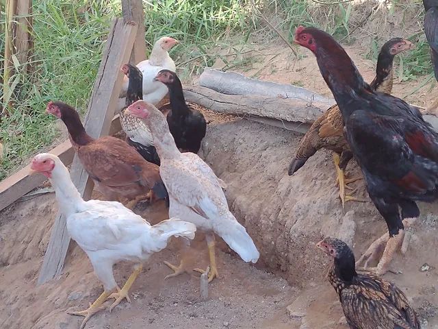 Lote de galinhas índia pura 