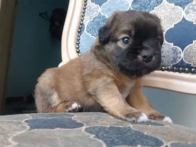 Filhotes mestiços de Pug para adoção responsavel em Ribeirao 