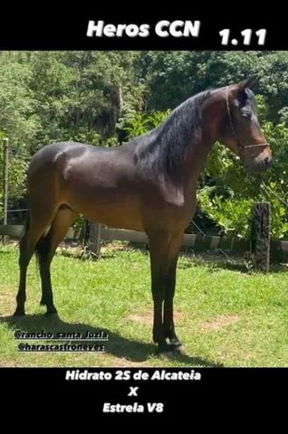 📍 CAVALO DE TROIA E O CARNAVAL; - Mairiporã População