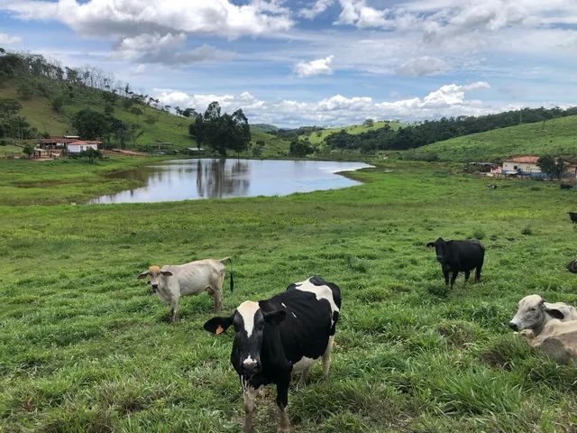 Fazenda 350 Hectares  - Foto 4