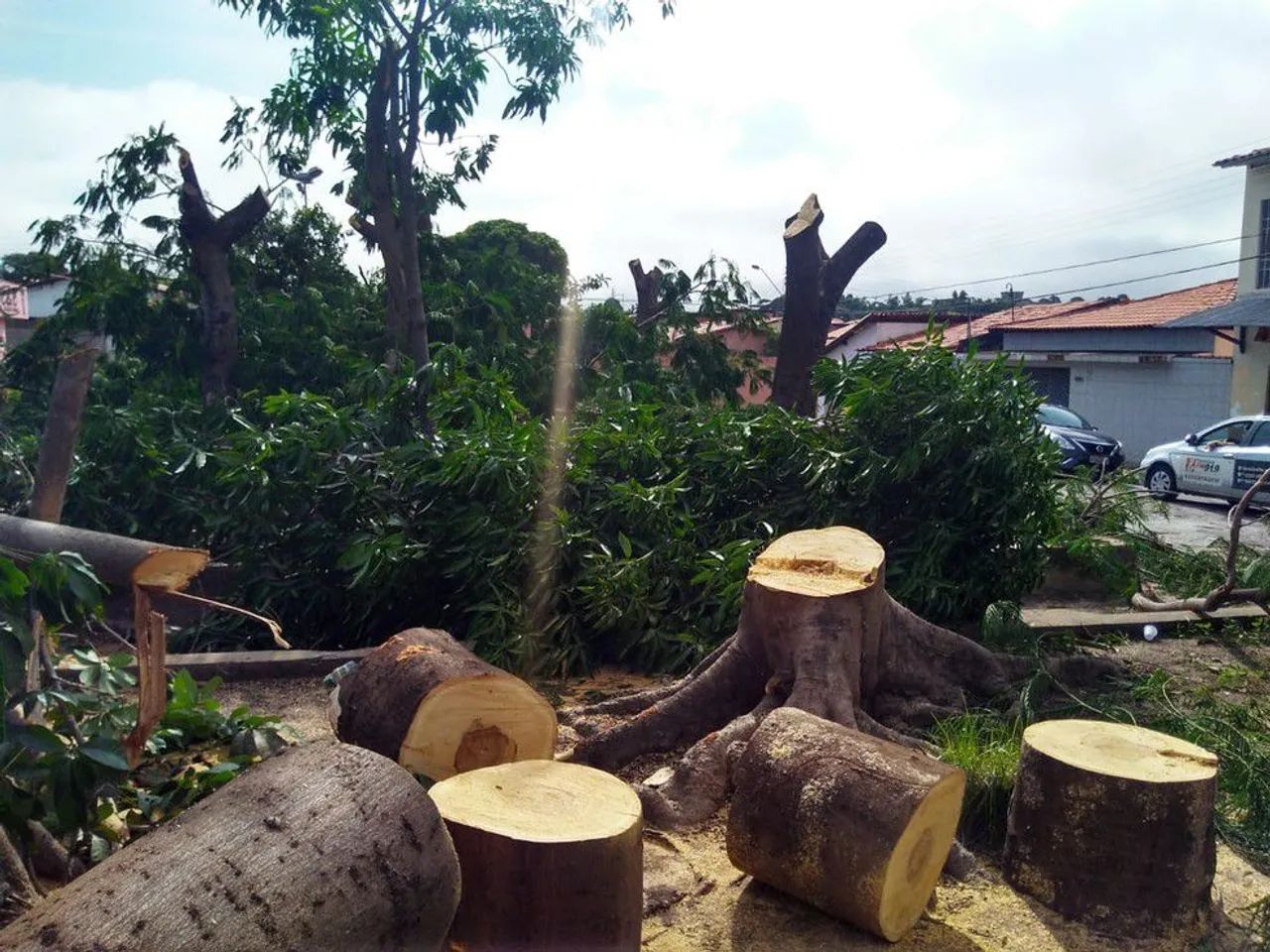 Cortamos árvores  - Foto 2