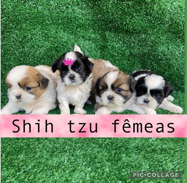 Shih tzu mini sales olx