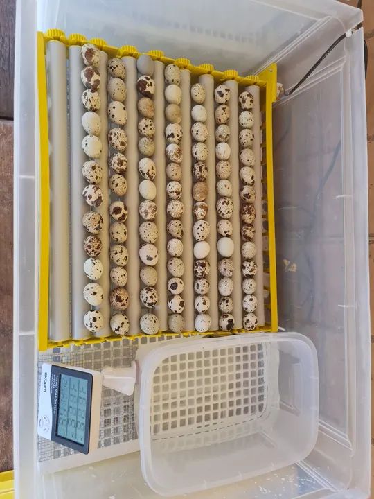 Pintinho de Codornas Gigantes 5 a 10 dias ja vacinados ... - Foto 4