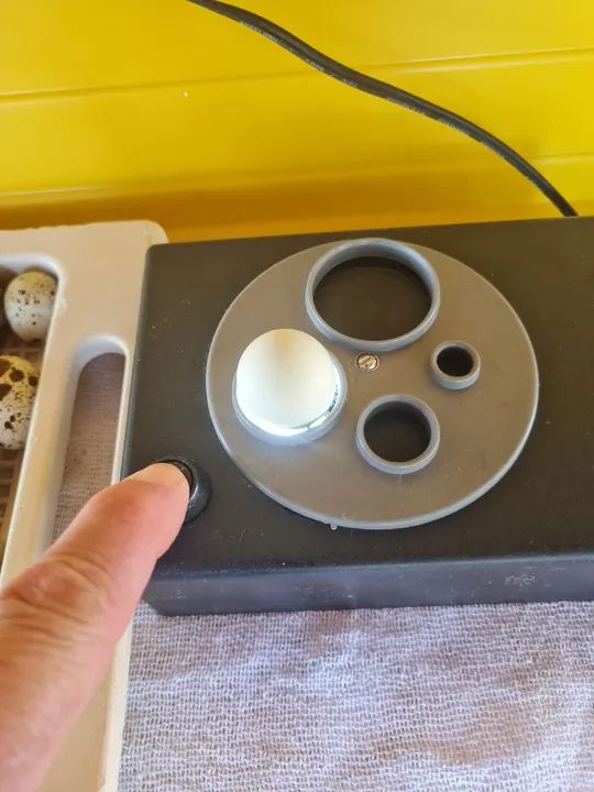 Pintinho de Codornas Gigantes 5 a 10 dias ja vacinados ... - Foto 5