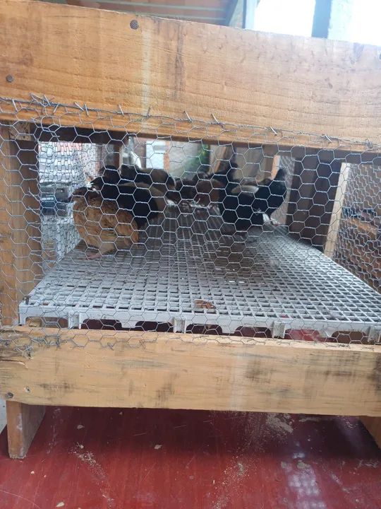 Codornas gigante - Foto 6