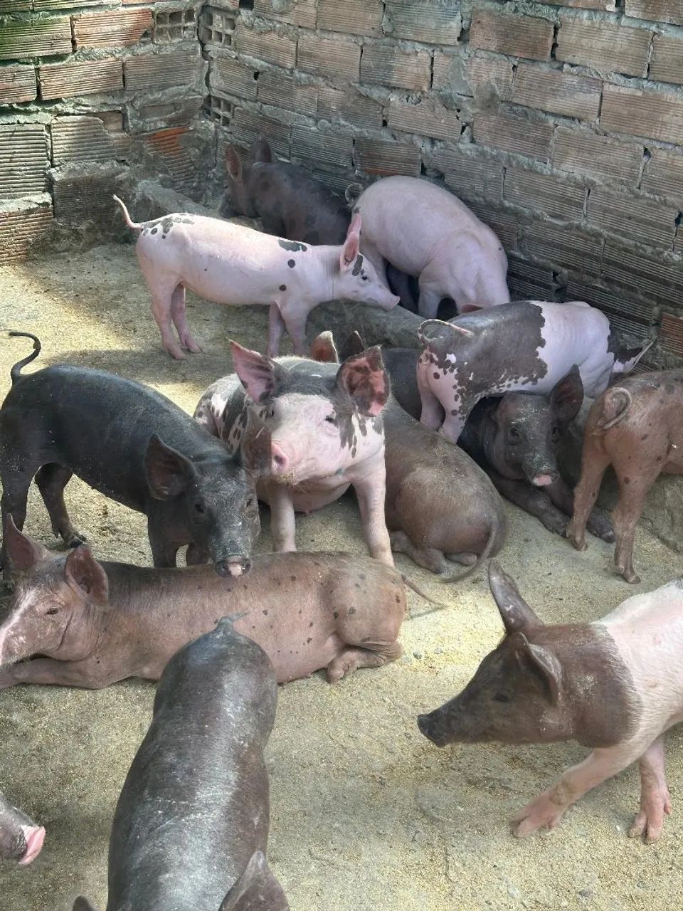 Leitões a Venda - Ótima genética! - Foto 3