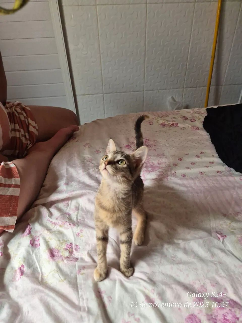 Gatinha para adoção (Fêmea) - Foto 5