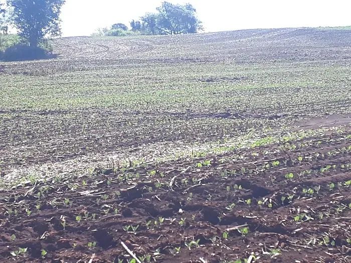 Área Rural 53 Alqueires - SOJA - Astorga - Paraná - Foto 2