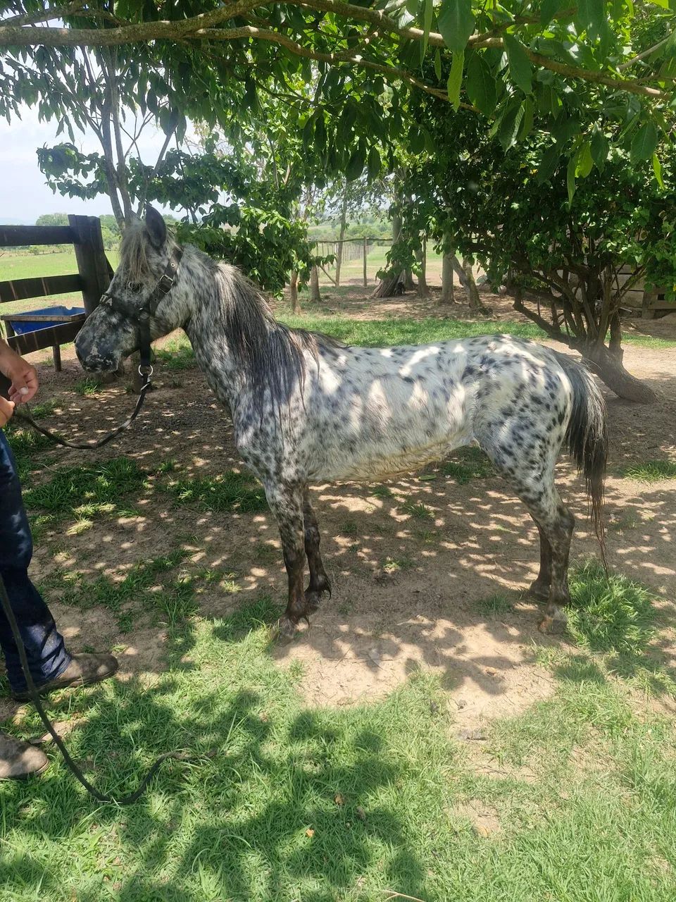 Mini ponei apalosa - Foto 2