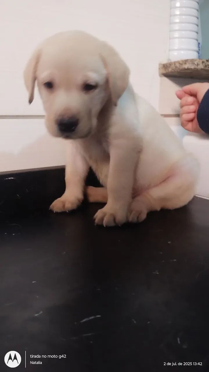 Filhote de Labrador - Foto 3