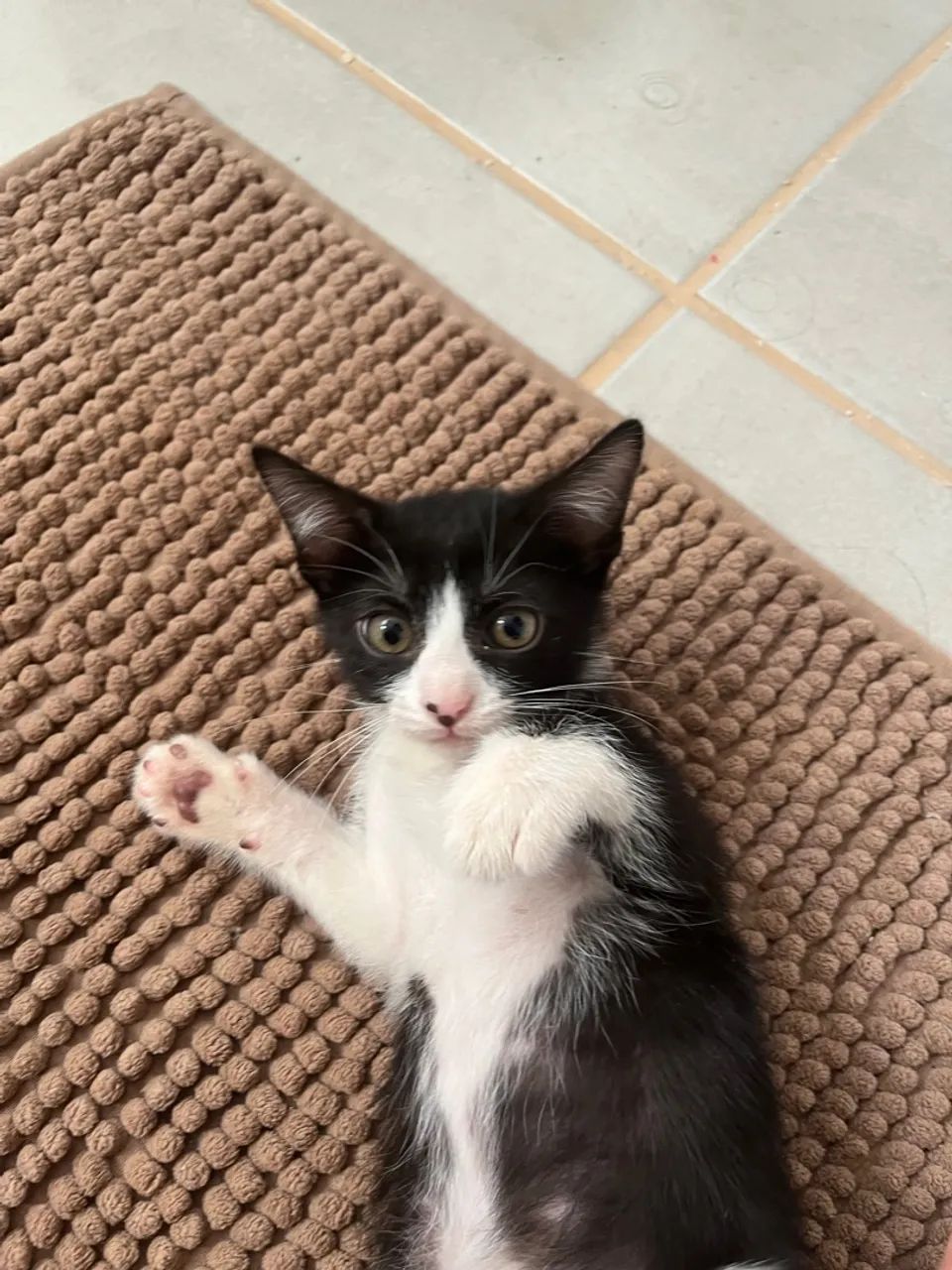 Gatinhas adoráveis para adoção - Foto 2