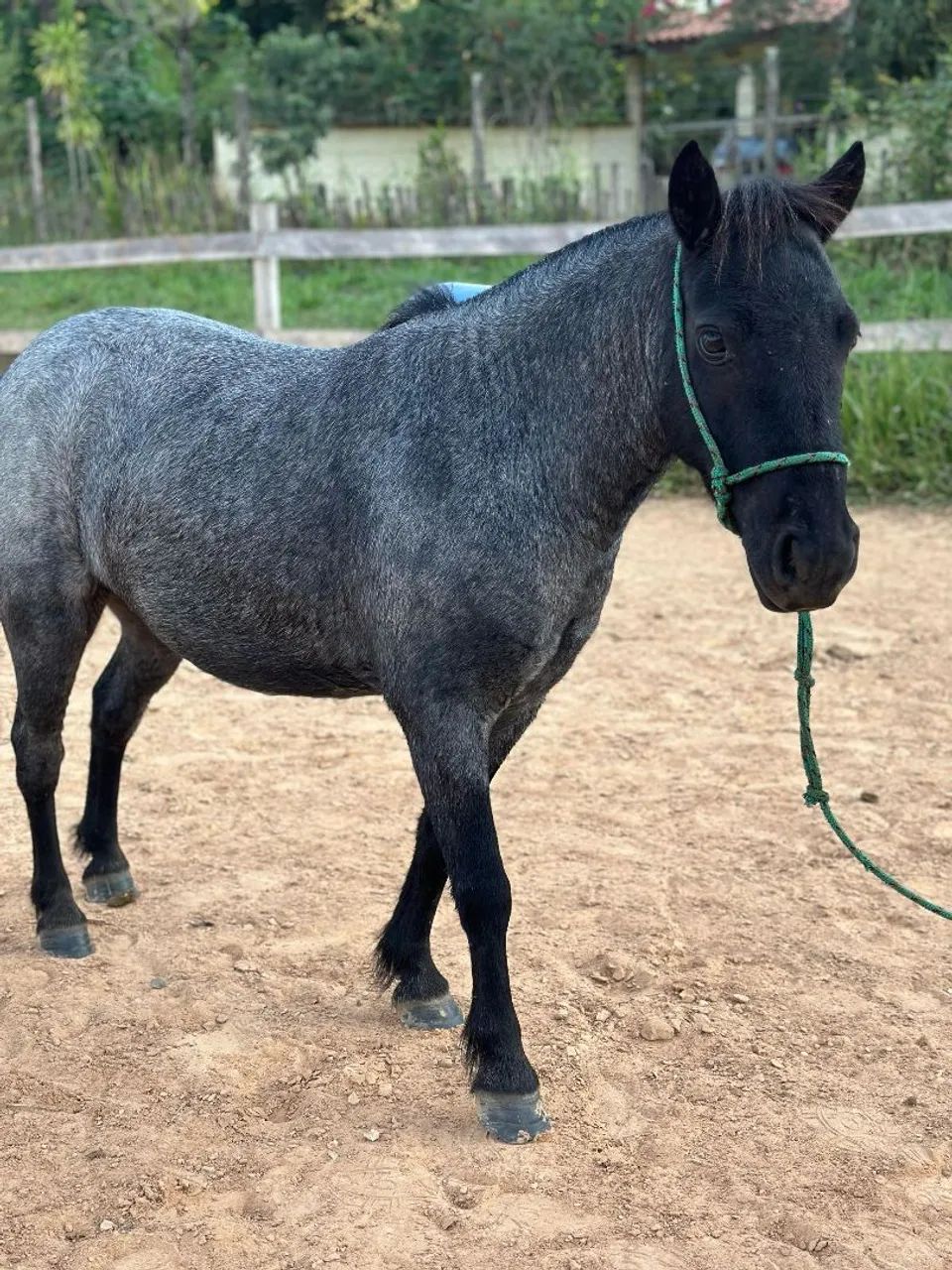 Mini pônei fêmea rosilha negra  - Foto 3