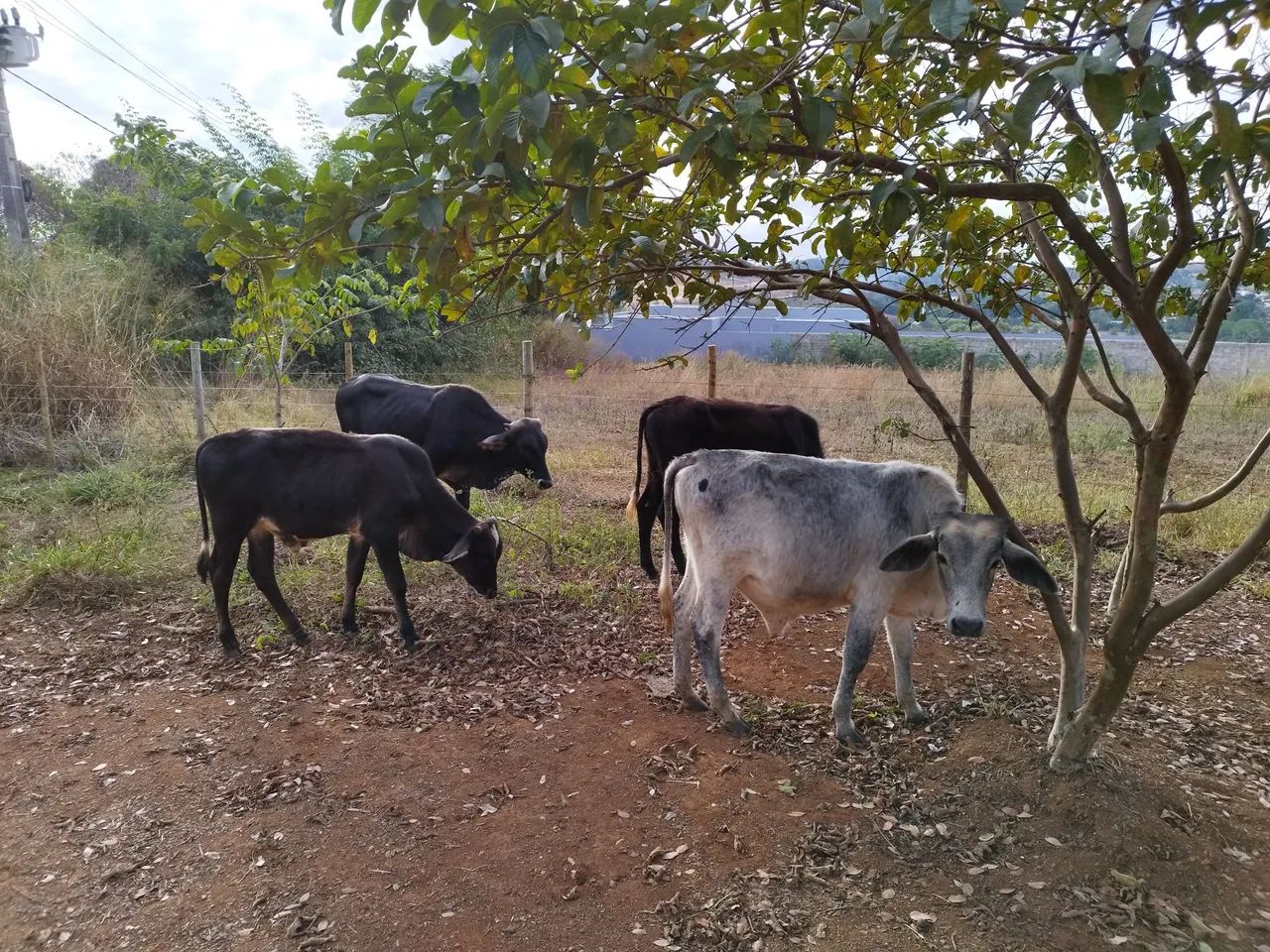 Bezerros Girolanda. - Foto 5