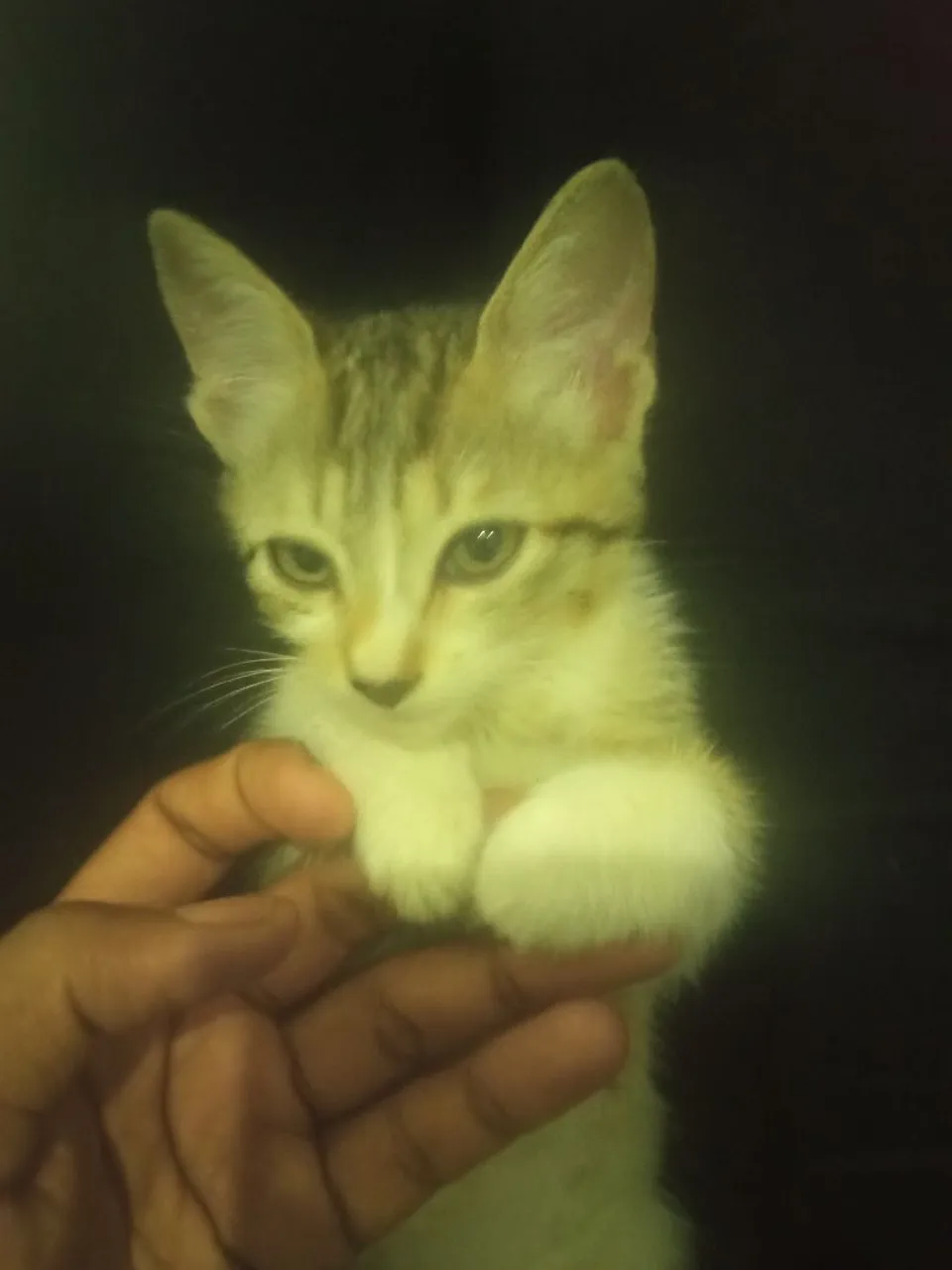 Gatinho filhote para adoção