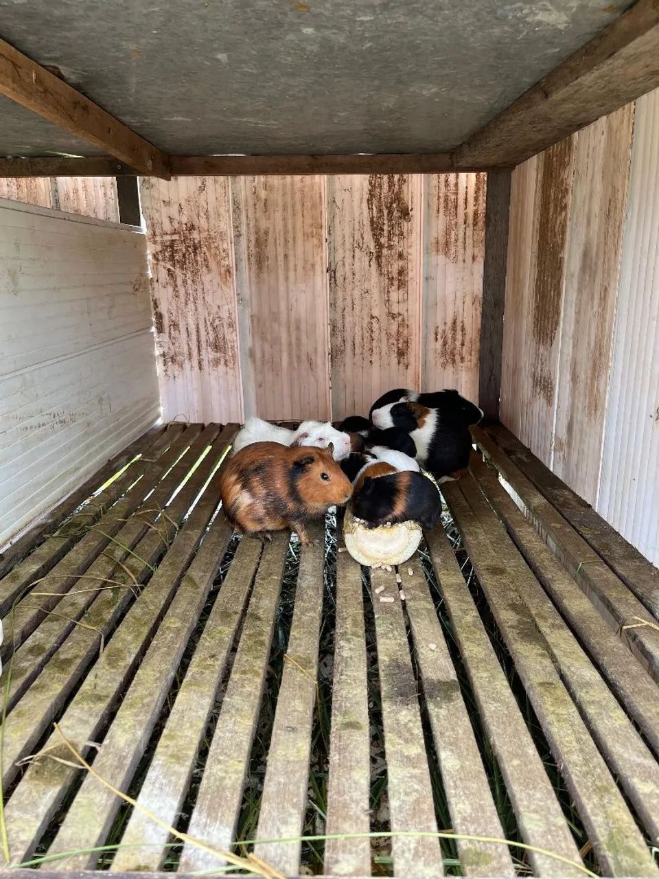 Filhote de porquinho da índia  - Foto 3