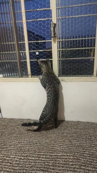 Gato malhado cinza e preto disponível para adoção - Foto 2