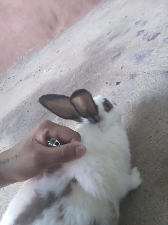 Coelha mojando 45$$$$ - Foto 5