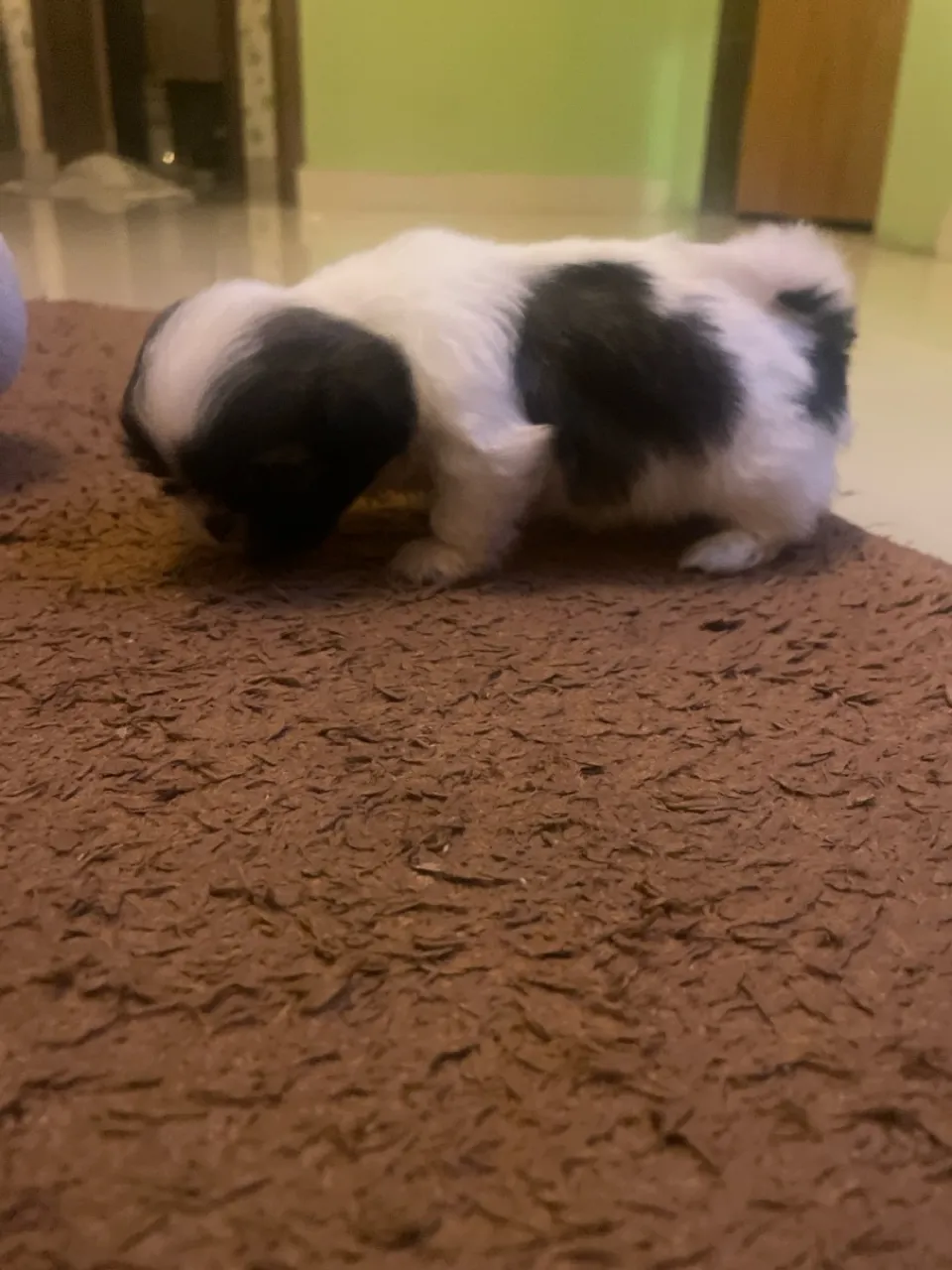 Filhote de Shih Tzu disponível!