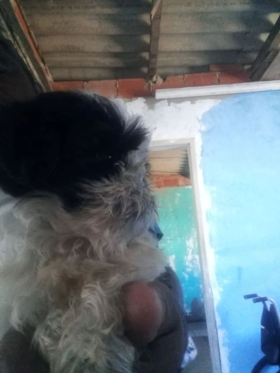 Shih Tzu Fofo Procurando Um Lar - Foto 2