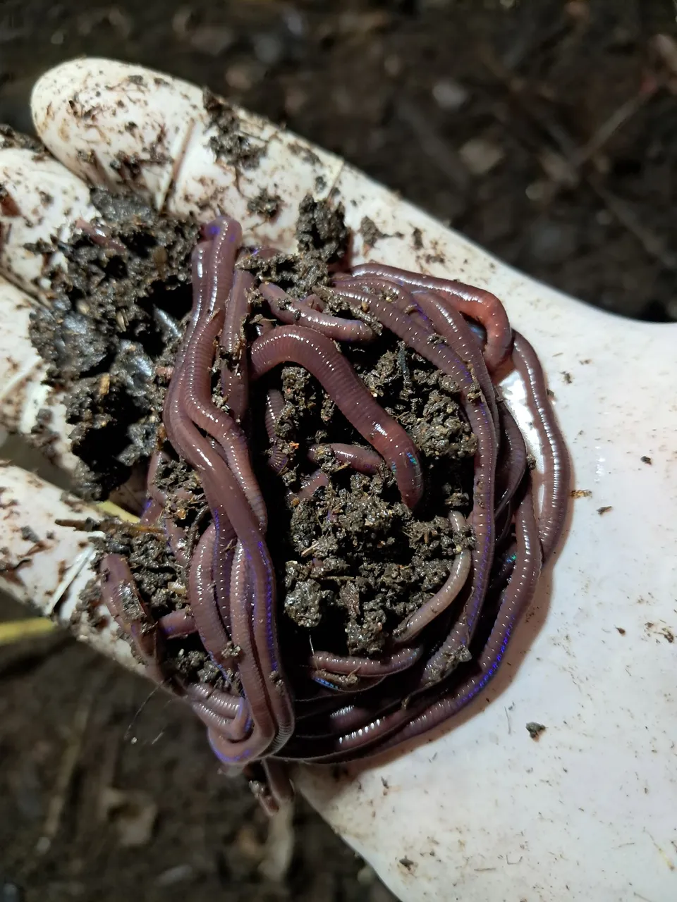  Californianas e Gigante africana , também temos húmus de minhocas para suas plantas