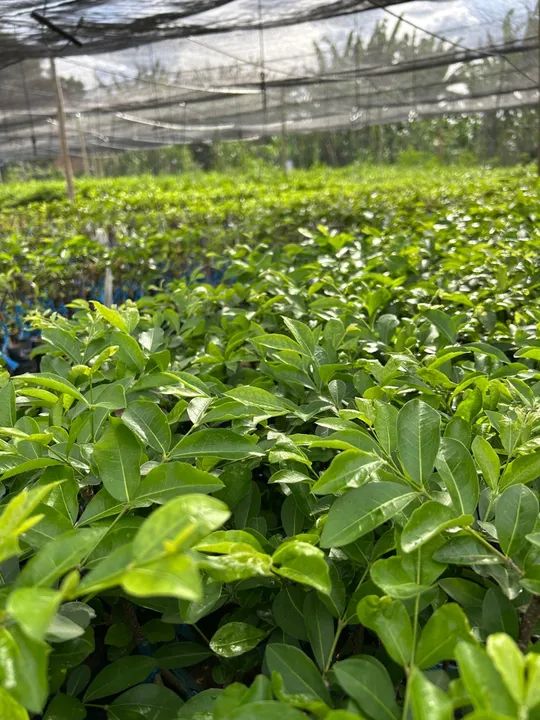 Mudas de plantas para produção rural