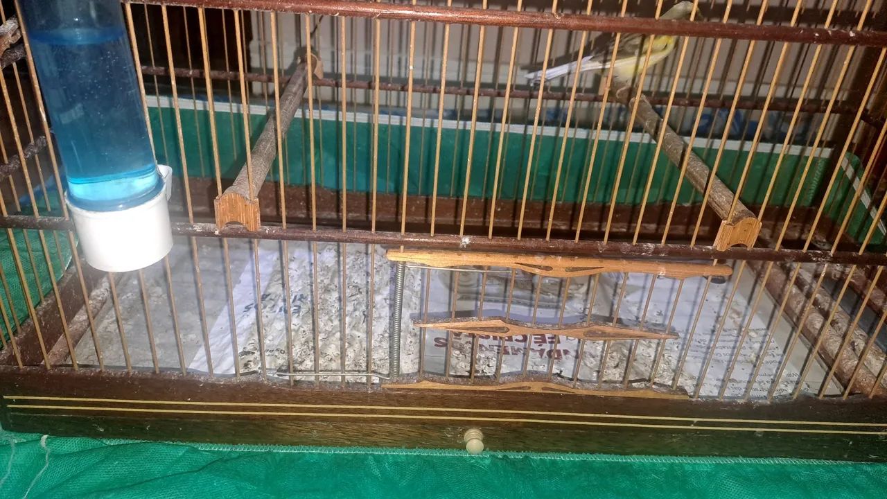 Gaiola abaulada N9 em fibra malha fina para curió bicudo azulão canário coleiro. - Foto 5