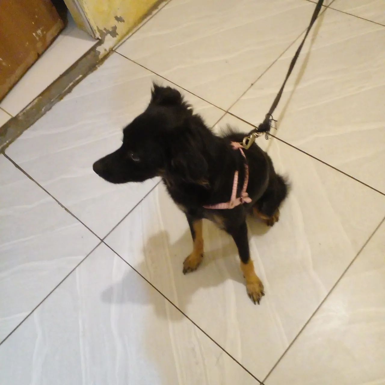 Filhotes de cachorro raça Markiesje com Golden  - Foto 5