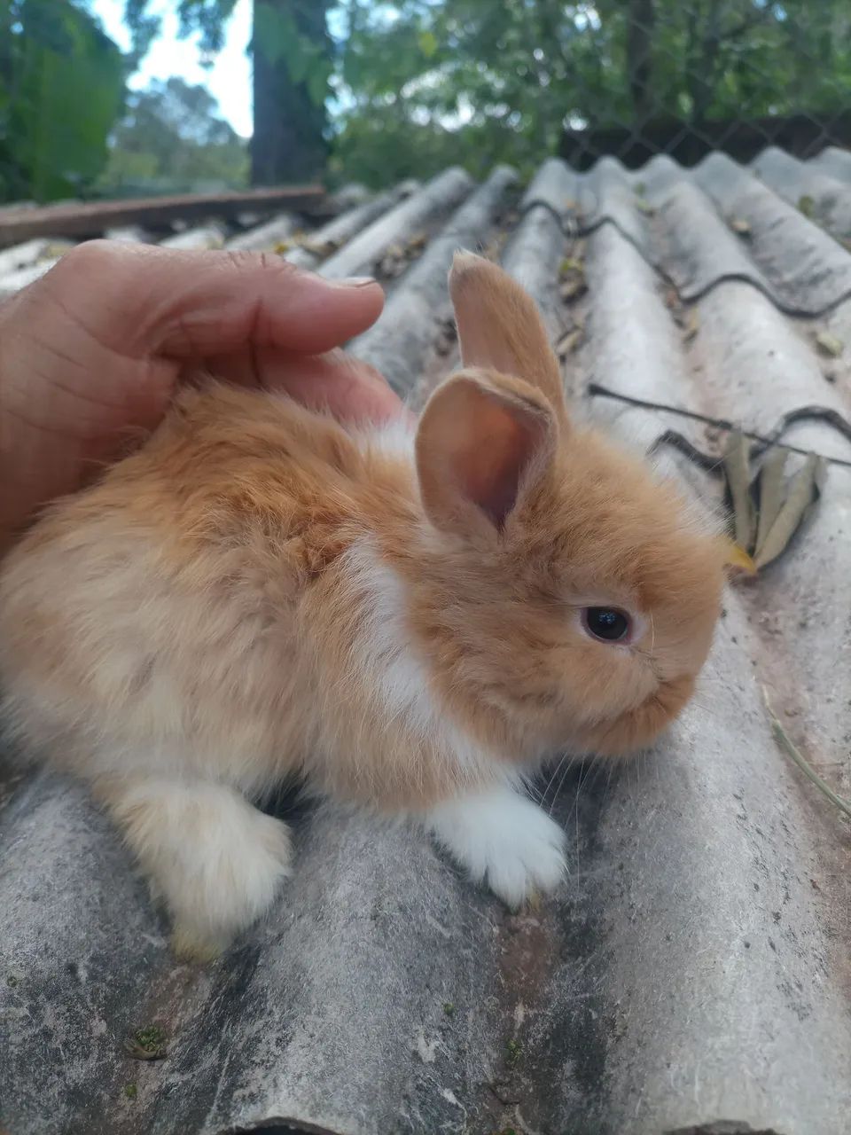 Mini laon 64551629873922122