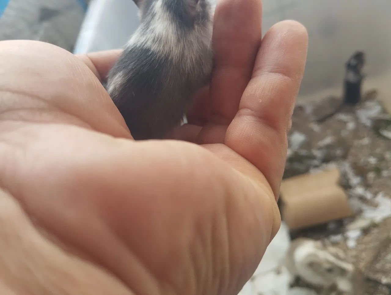 Filhotes de  Gerbil a venda. - Foto 2